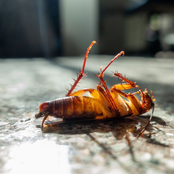 Cockroach Management Service - Sera Pest Management pvt ltd